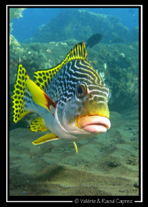 Nice encounter (Plectorhinchus lineatus) by Raoul Caprez 